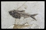 Bargain, Diplomystus Fossil Fish - Wyoming #67618-1